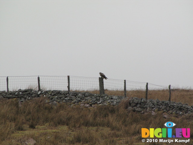 SX13239 Buzzard sitting on post